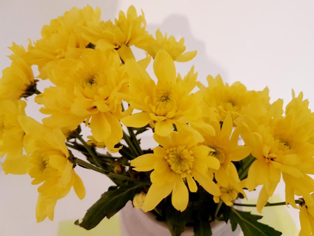 Apartment Cologne City מראה חיצוני תמונה